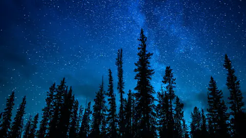La Voie lactée d'été dressée au zénith derrière une ligne de sapins en silhouette, dans un ciel bleu nuit saturé d'étoiles.