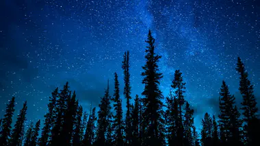 La Voie lactée d'été dressée au zénith derrière une ligne de sapins en silhouette, dans un ciel bleu nuit saturé d'étoiles.