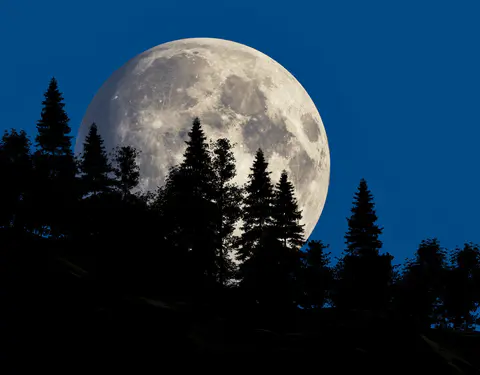 Une pleine Lune énorme et dorée juste au-dessus de la ligne des arbres : le spectacle exact du soir de la Lune des Moissons.